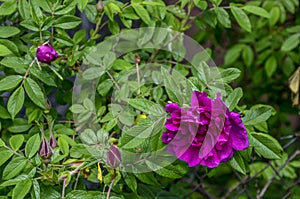 Shrub of rosa acicularis prickly wild rose