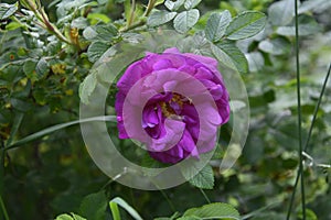 Shrub of rosa acicularis prickly wild rose