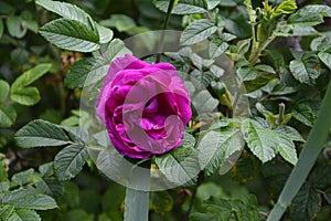 Shrub of rosa acicularis prickly wild rose