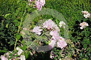 Shrub rose, Rosa \'Hansa Park\' blooms with light pink flowers in July in the park. Berlin, Germany