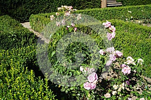 Shrub rose, Rosa \'Hansa Park\' blooms with light pink flowers in July in the park. Berlin, Germany