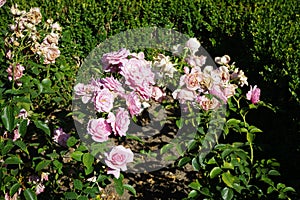 Shrub rose, Rosa \'Hansa Park\' blooms with light pink flowers in July in the park. Berlin, Germany