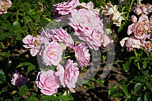 Shrub rose, Rosa \'Hansa Park\' blooms with light pink flowers in July in the park. Berlin, Germany