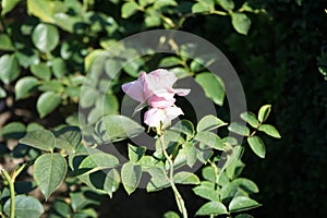 Shrub rose, Rosa \'Hansa Park\' blooms with light pink flowers in July in the park. Berlin, Germany