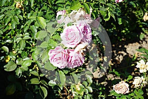 Shrub rose, Rosa \'Hansa Park\' blooms with light pink flowers in July in the park. Berlin, Germany