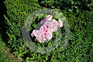 Shrub rose, Rosa \'Hansa Park\' blooms with light pink flowers in July in the park. Berlin, Germany