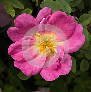 Shrub rose, Rosa moyesii, Marguerita Hilling