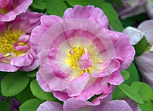 Shrub rose, Rosa moyesii, Marguerita Hilling