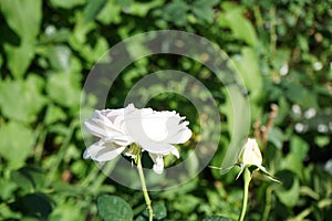 Shrub rose, Rosa 'Sebastian KNEIPP', blooms with creamy white, tinted yellowish pink in the centre flowers in July