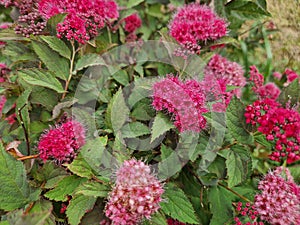 Shrub spirea double play