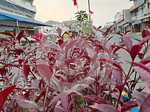 shrub in spring with red leaves , Red rubin