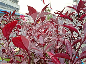 shrub in spring with red leaves
, Red rubin