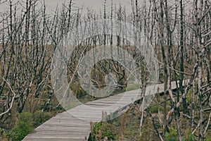 Shrub with a trail after a fire