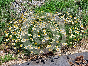 A shrub of true chamomile