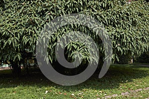 Viburnum rhytidophyllum shrub photo