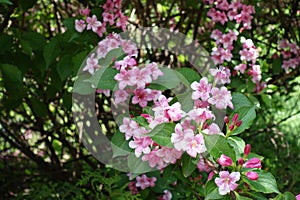 Shrub of Weigela florida in full bloom in May