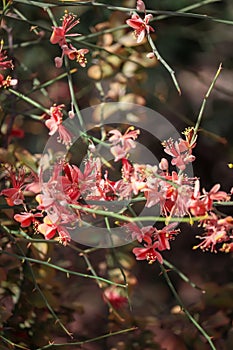 It is a shrub which is called Ker in Rajasthan and in the month of March, small red fruits come in it, it is also called capparis, photo