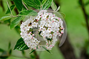 Shrub with white flowers of Viburnum opulus plant, known as guelder rose, water elder, cramp bark, snowball tree and European cran