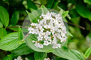 Shrub with white flowers of Viburnum opulus plant, known as guelder rose, water elder, cramp bark, snowball tree and European cran