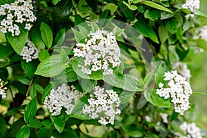 Shrub with white flowers of Viburnum opulus plant, known as guelder rose, water elder, cramp bark, snowball tree and European cran