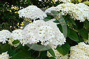 Shrub with white lush flowers - hydrangea. To park, garden