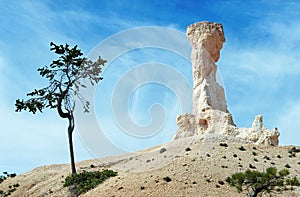 Shrub and white rocky peak at Bryce Canyon, USA