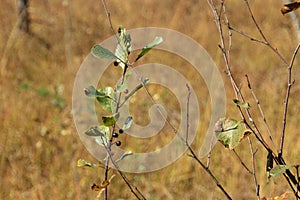 Shrub with wild berries in the Ibm Moorland in upper Austria.