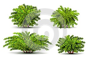 Shrubbery, 3d isometric bushes on white vector set photo