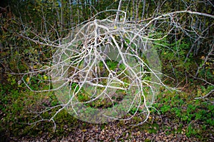 Shrubbery with dead tree