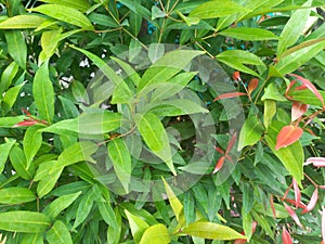 The shrubbery in the garden