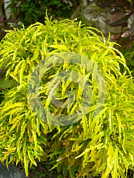 The shrubbery in the garden