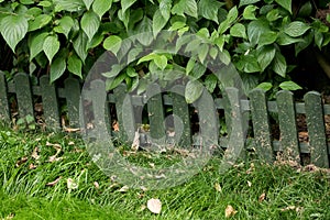 Shrubbery and Grass with Low Wooden Fence in a Garden