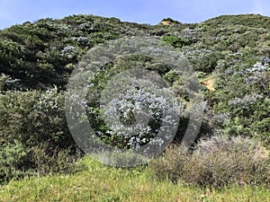 A shrubbery hillside located in Rancho Cucamunga