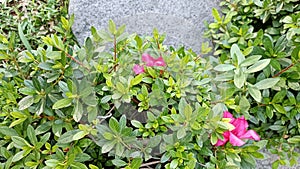 Shrubbery plants with green leaves