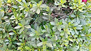 Shrubbery plants with green leaves