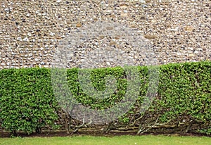 A shrubbery seen against a rock wall