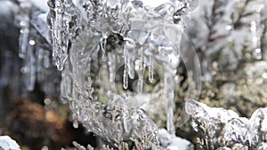 Shrubbery With Snow and Ice Crystals II