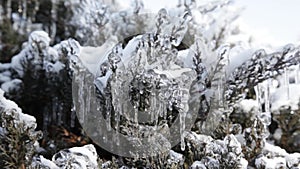 Shrubbery With Snow and Ice Crystals III