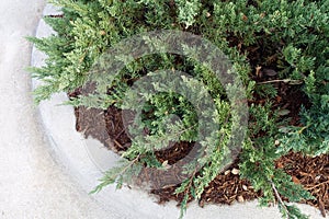 Shrubbery on a White Corner Curb