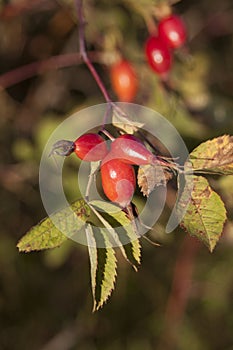 Shrubbery of wild rose with ripe red fruits