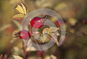 Shrubbery of wild rose with ripe red fruits