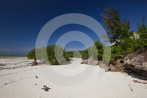 Shrubbery on a withe sand beach in Africa