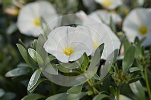 Shrubby bindweed