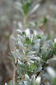 Shrubby bindweed