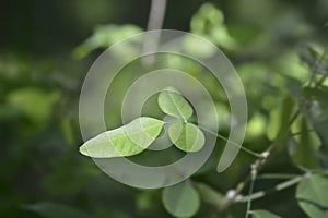 Shrubby bushclover