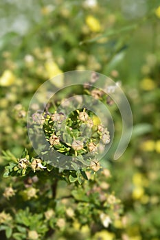 Shrubby Cinquefoil