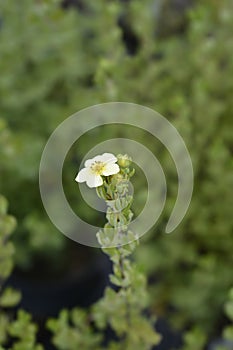 Shrubby Cinquefoil