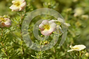 Shrubby Cinquefoil Bella Apple