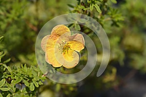 Shrubby Cinquefoil Bella Sol photo