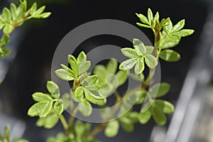 Shrubby Cinquefoil Bellissima photo